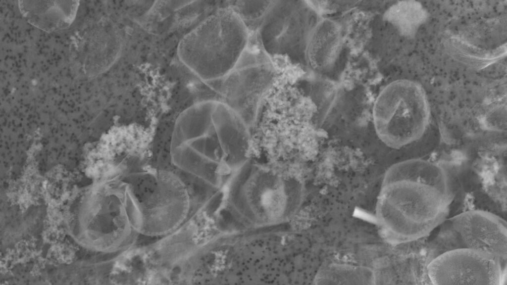 Nova Solução de Engenharia: Zooplânctons e Argila no Ciclo de Carbono