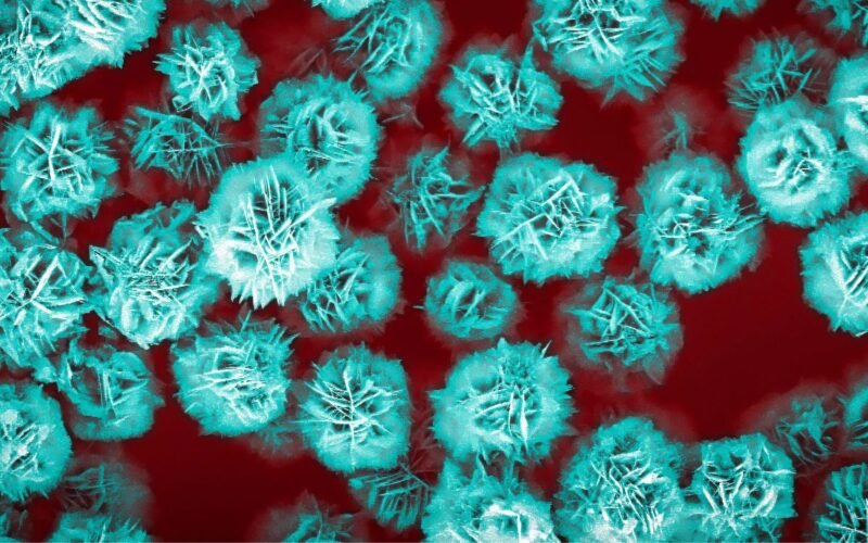 Novo Avanço em Engenharia: Partículas em Forma de Flor para Terapia