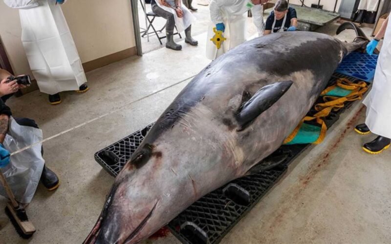 Novo Estudo em Engenharia Revela Baleia com 9 Câmaras no Estômago