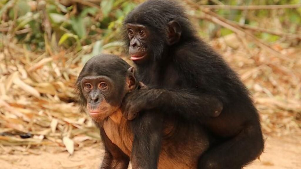 Novo Estudo: Engenharia Social de Bonobos Orfãos em Notícias de Engenharia