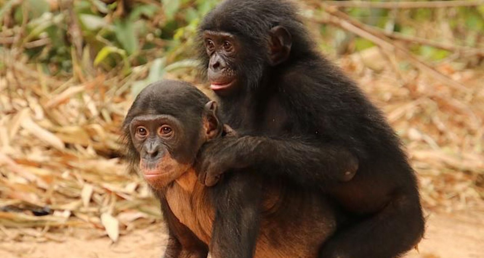 Novo Estudo: Engenharia Social de Bonobos Orfãos em Notícias de Engenharia