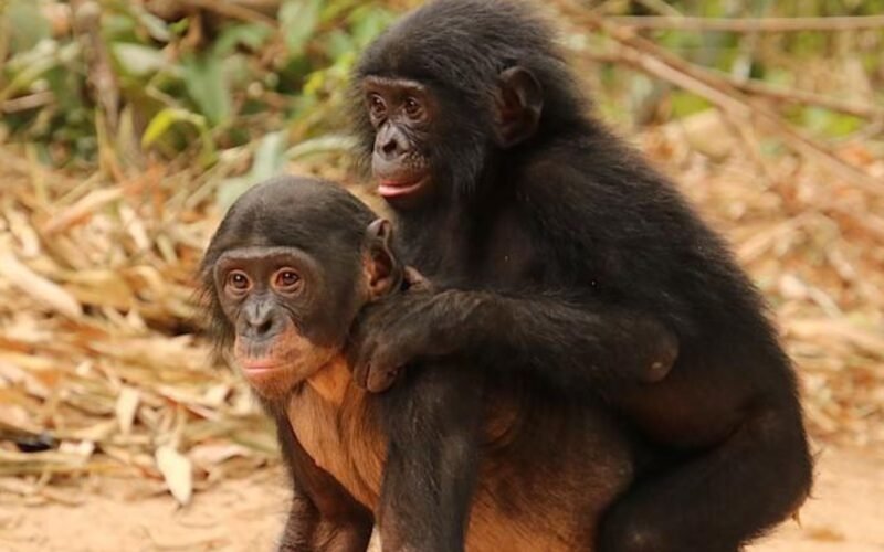 Novo Estudo: Engenharia Social de Bonobos Orfãos em Notícias de Engenharia
