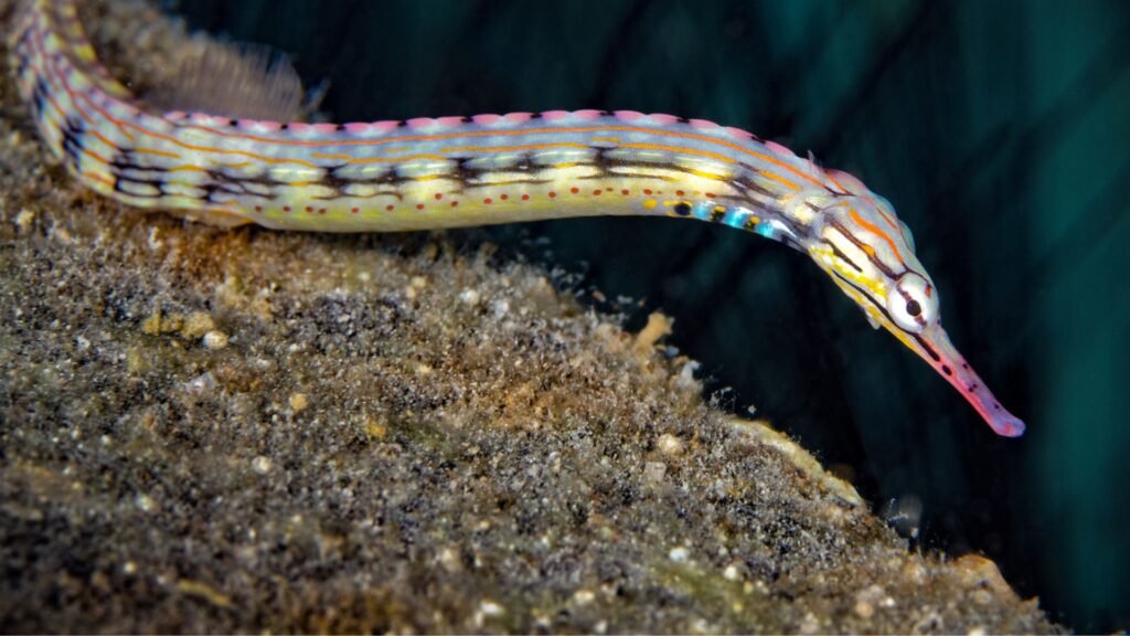 Novo Insight em Engenharia: Reprodução dos Peixes-Pipa e Tecnologia