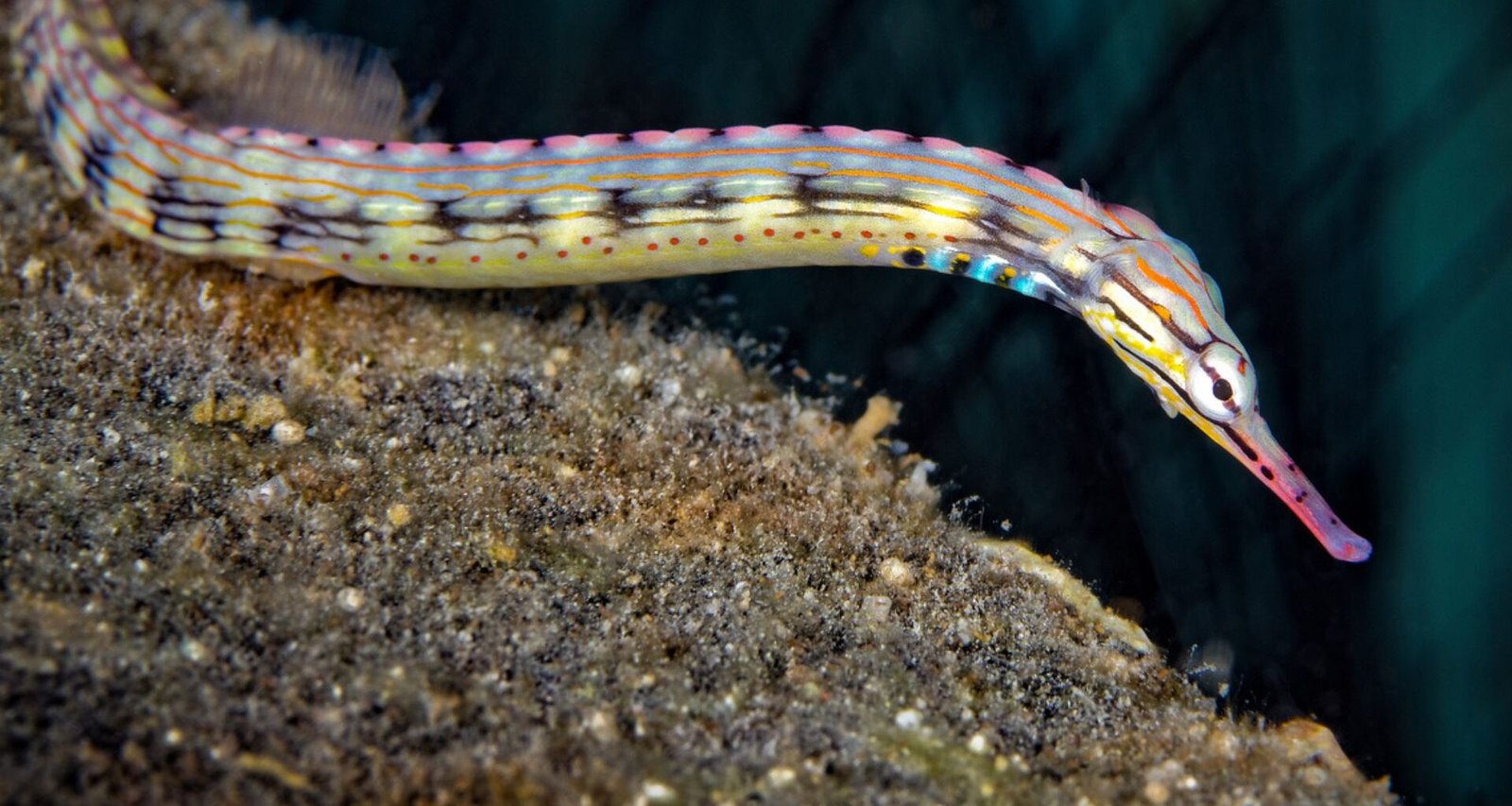 Novo Insight em Engenharia: Reprodução dos Peixes-Pipa e Tecnologia