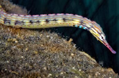 Novo Insight em Engenharia: Reprodução dos Peixes-Pipa e Tecnologia
