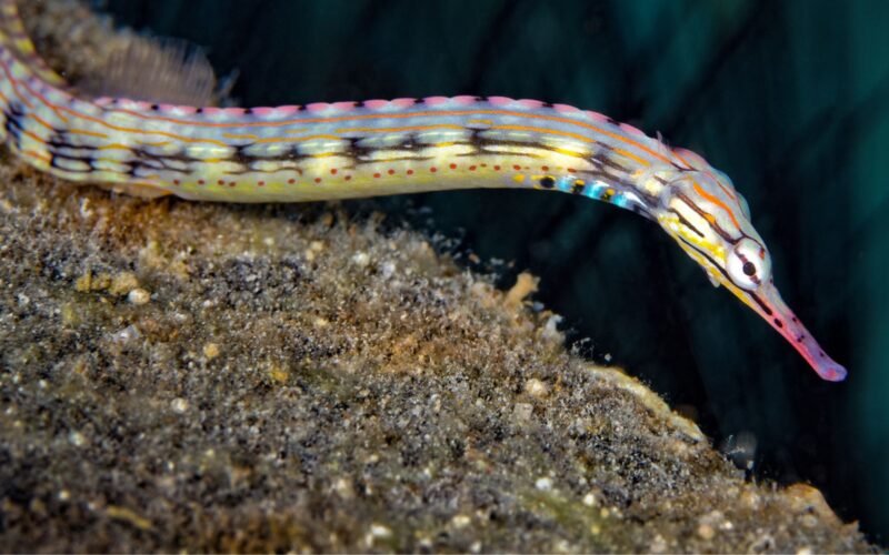 Novo Insight em Engenharia: Reprodução dos Peixes-Pipa e Tecnologia