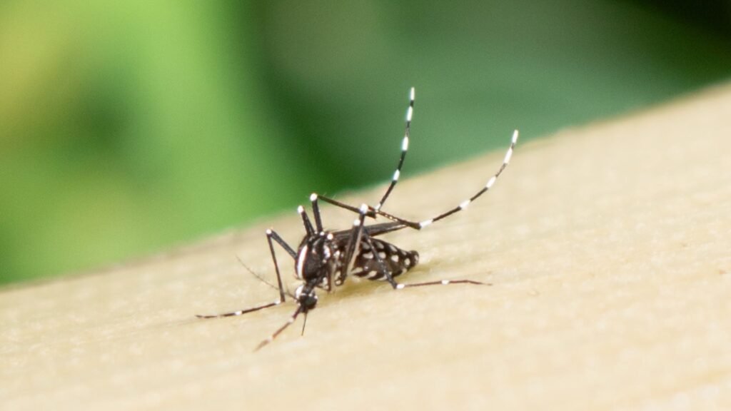 Novo Estudo Engenharia: Zika Amplia Atração de Mosquitos