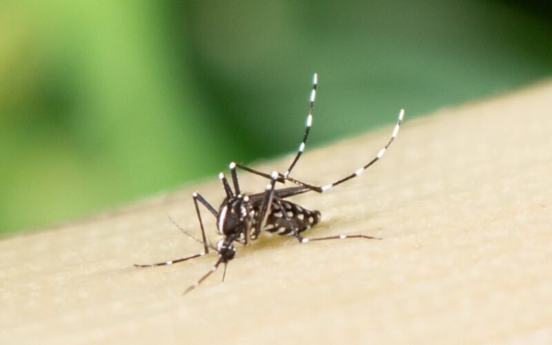 Novo Estudo Engenharia: Zika Amplia Atração de Mosquitos