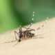 Novo Estudo Engenharia: Zika Amplia Atração de Mosquitos