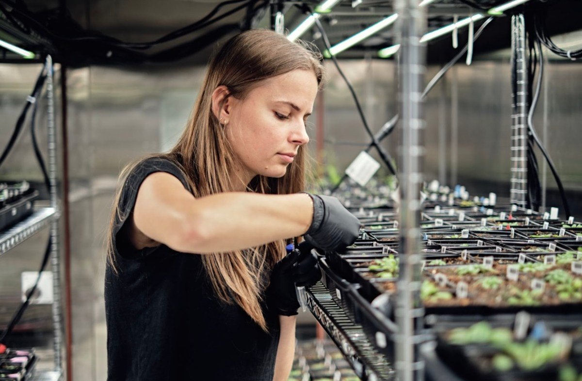 Novo Avanço na Engenharia: IA Otimiza Agricultura Global