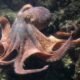 Novo estudo de engenharia revela segredos antigos dos cromossomos