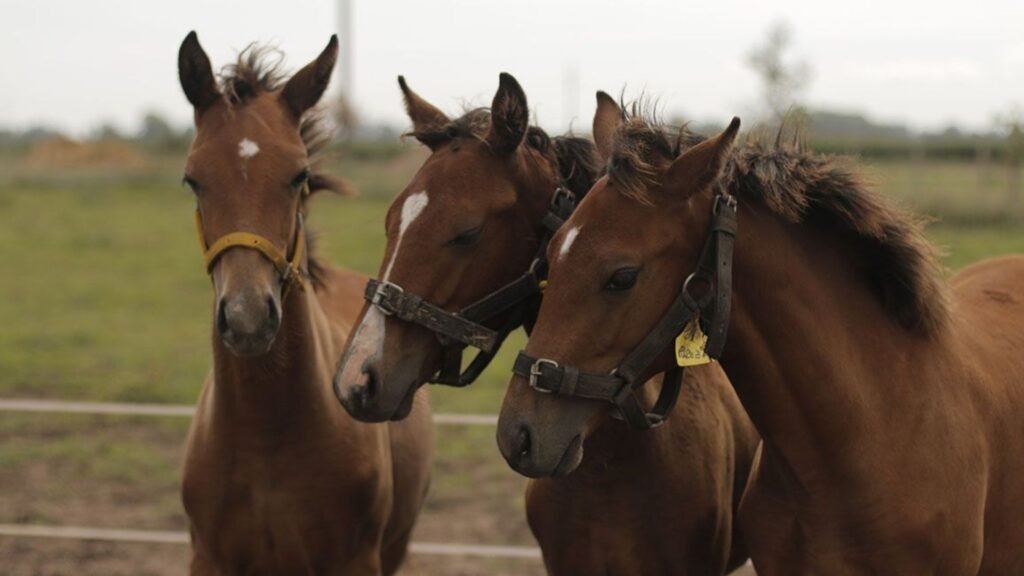 Novo Avanço: Engenharia Genética Revoluciona Cavalos de Polo