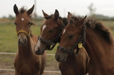 Novo Avanço: Engenharia Genética Revoluciona Cavalos de Polo