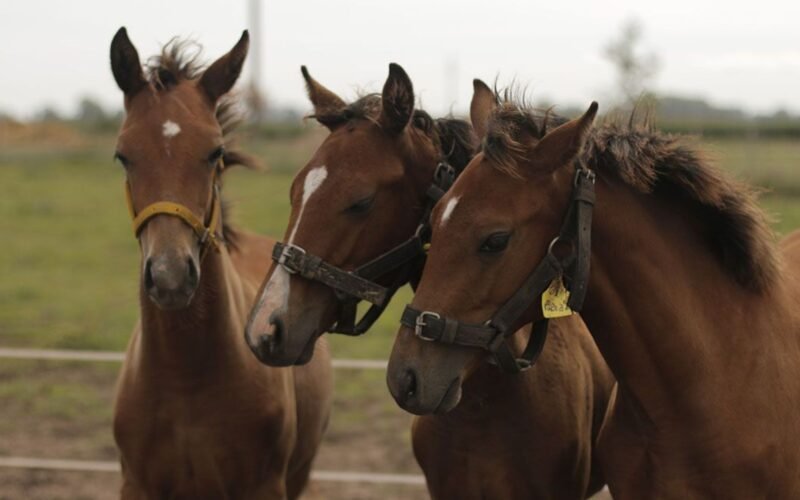 Novo Avanço: Engenharia Genética Revoluciona Cavalos de Polo