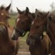 Novo Avanço: Engenharia Genética Revoluciona Cavalos de Polo