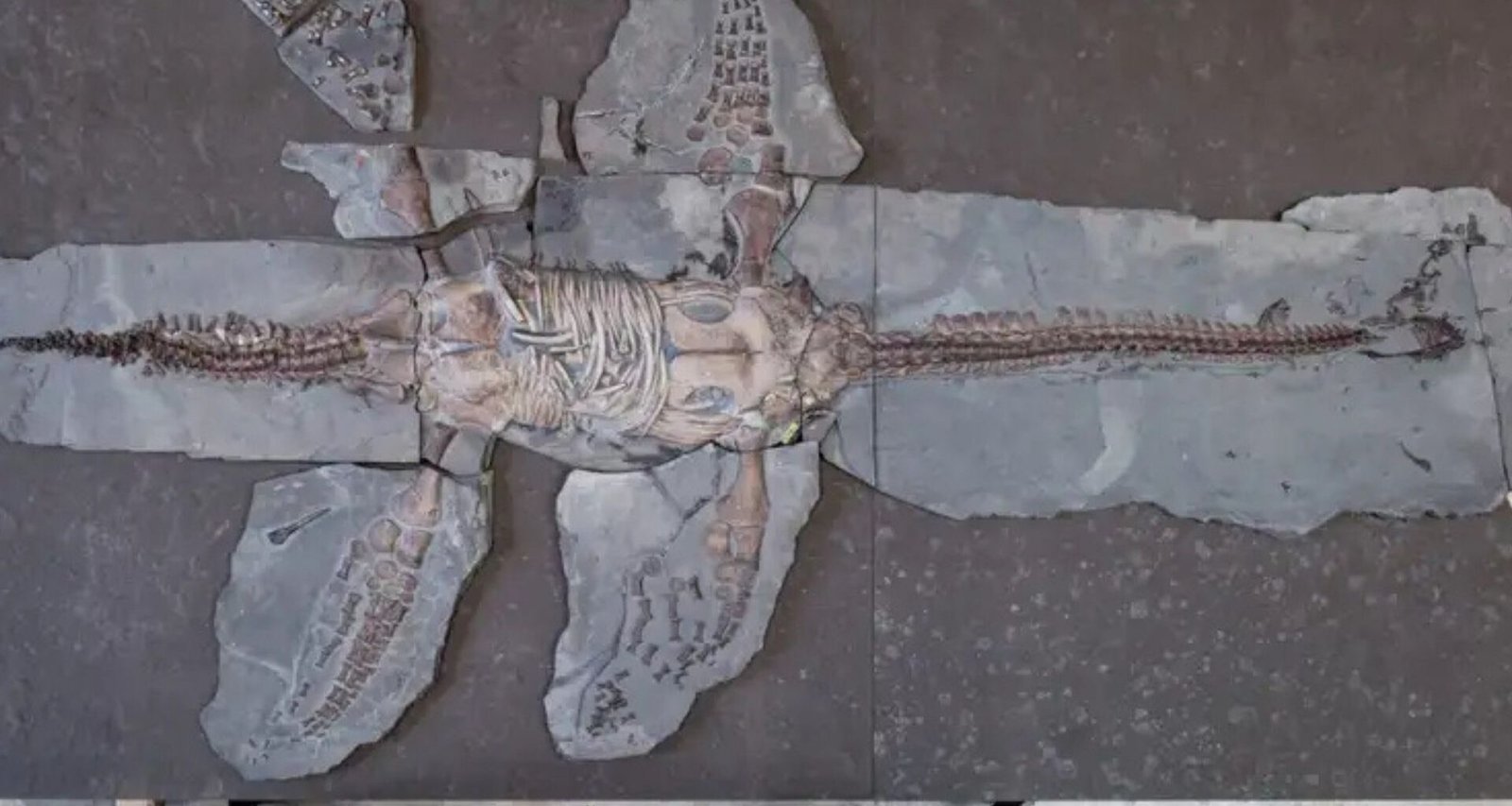 Novo Fóssil de Plesiossauro Impacta Notícias de Engenharia